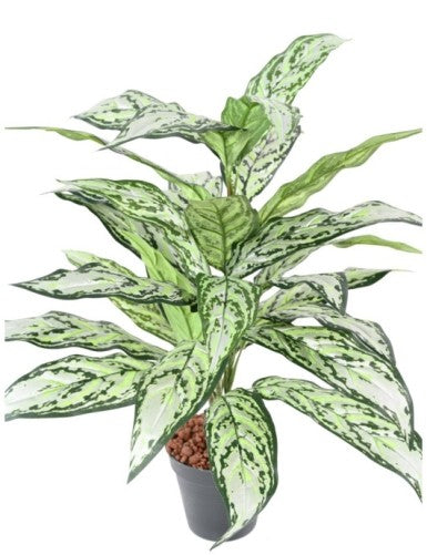 Aglaonema