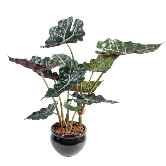 Alocasia