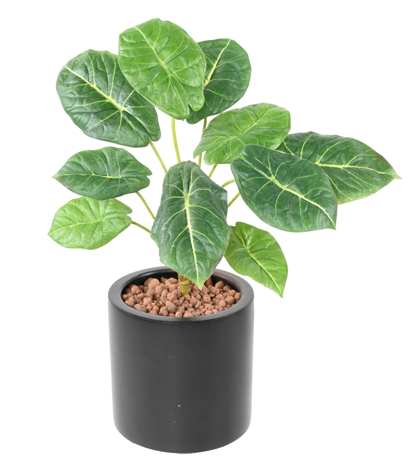 Alocasia