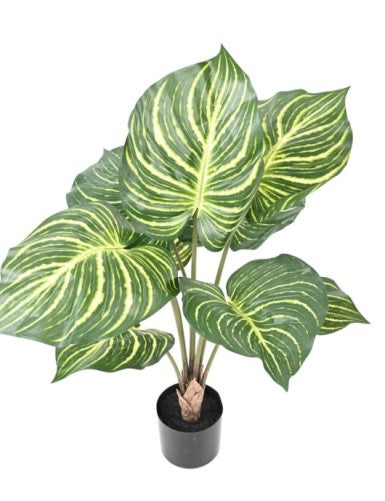 Aphelandra