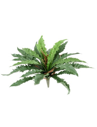 Asplenium