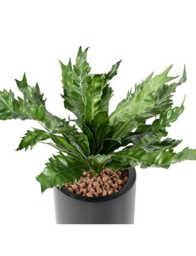 Asplenium
