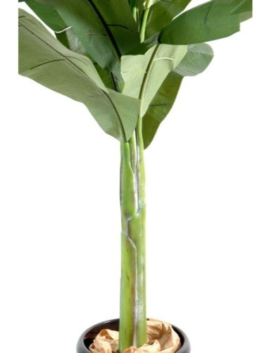 Бананово дръвче