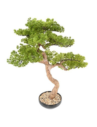 Бор бонсай