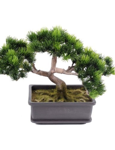 Бор бонсай Mini