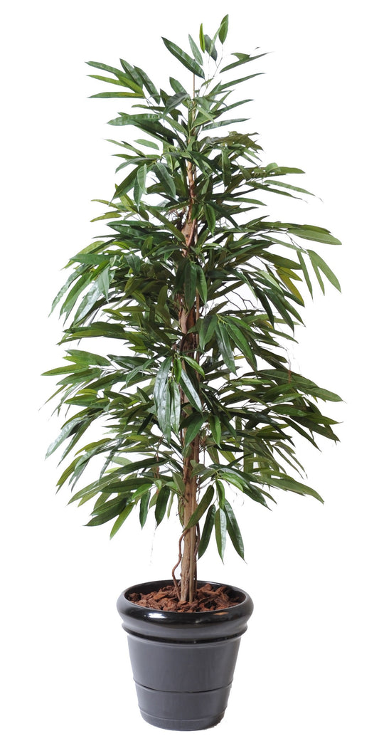 Фикус Alli Bush Royal