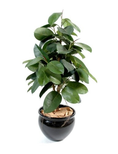 Фикус Elastica Rubber