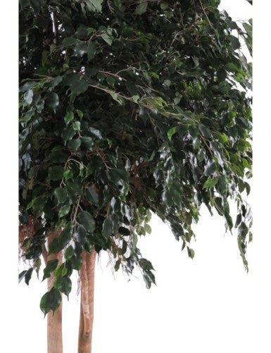 Фикус Exotica Geant