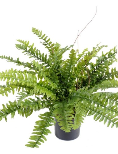 Бостънска папрат