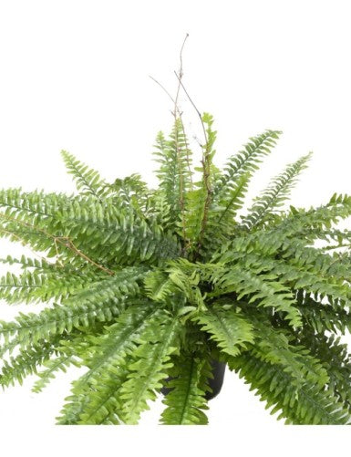 Бостънска папрат