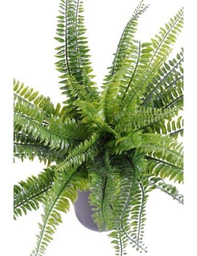 Бостънска папрат