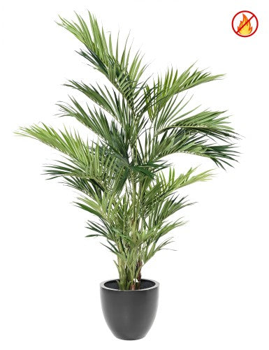 Палма Кенция Royal