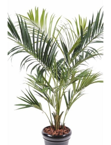 Палма Кенция Royal