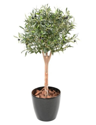 Маслиново дръвче топка