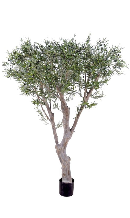 Маслиново дърво Giant