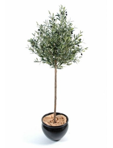 Маслиново дръвче ball Olivie