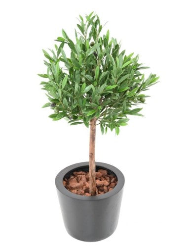 Маслиново дръвче ball Olivie