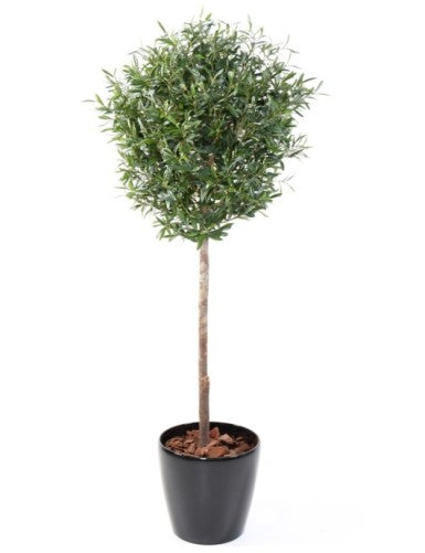 Маслиново дръвче ball Olivie