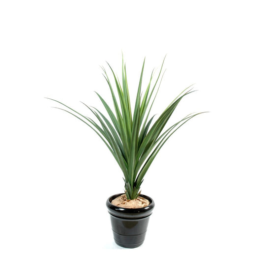 Pandanus