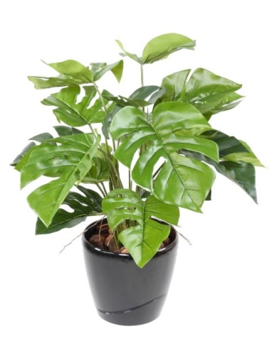 Филодендрон