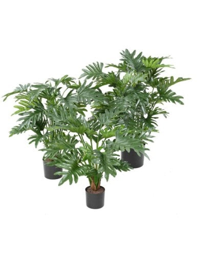 Филодендрон