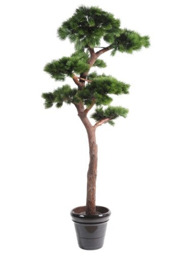 Бор bonsai