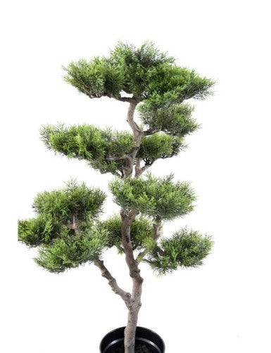 Бор bonsai