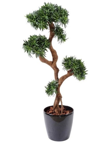 Дърво Podocarpus