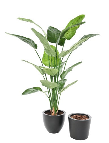 Стрелиция Николай