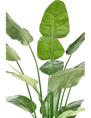 Стрелиция Николай