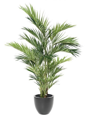 Колекция палми