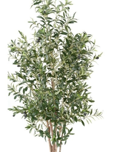 Колекция маслинови дръвчета