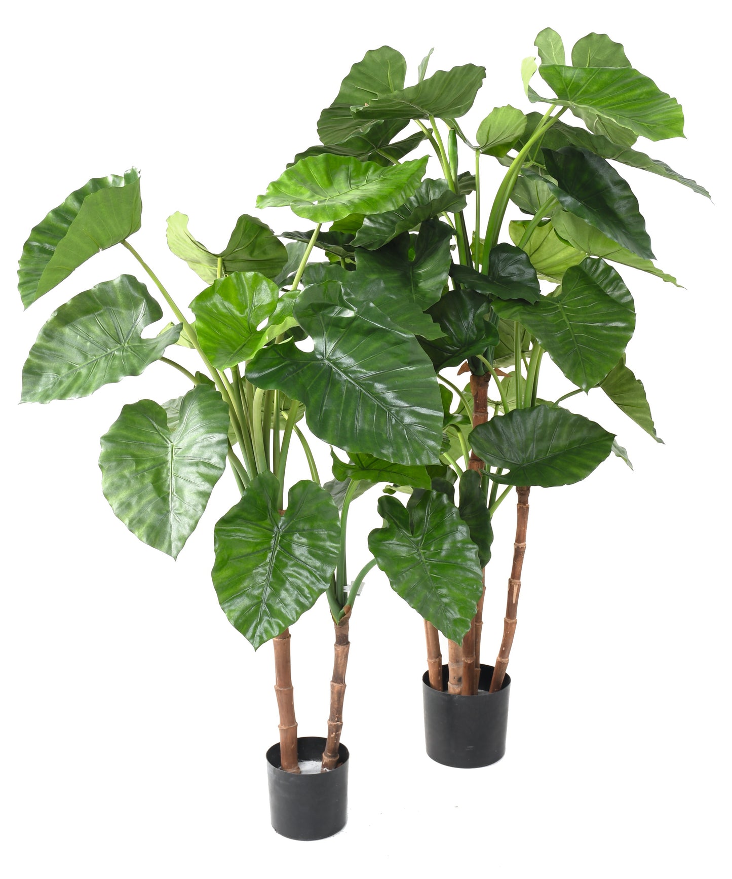 Alocasia