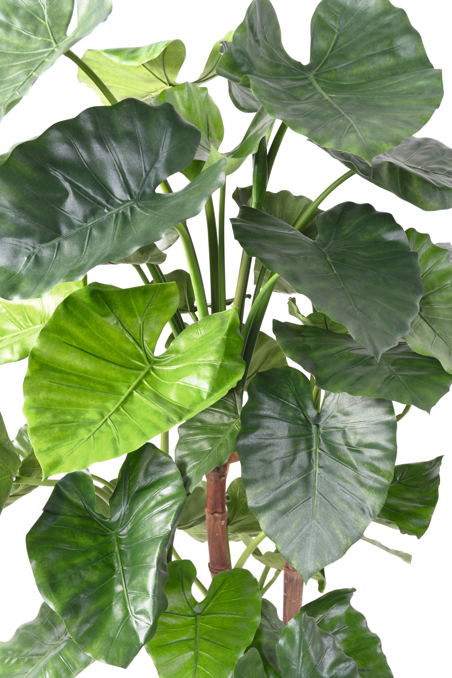 Alocasia