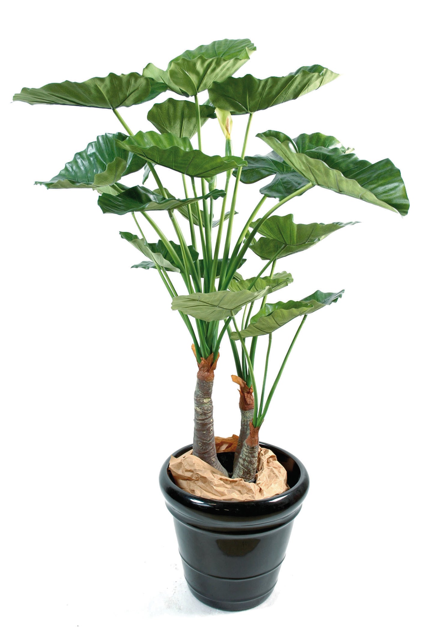 Alocasia