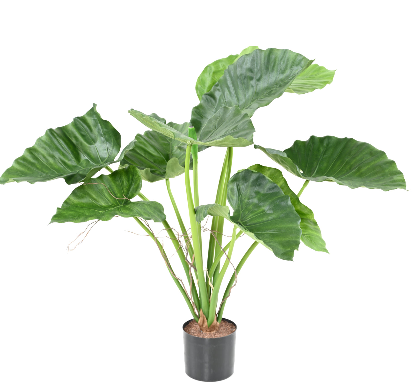 Alocasia