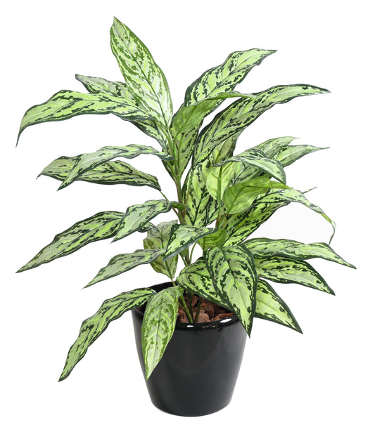 Aglaonema