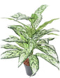 Aglaonema