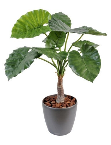 Alocasia