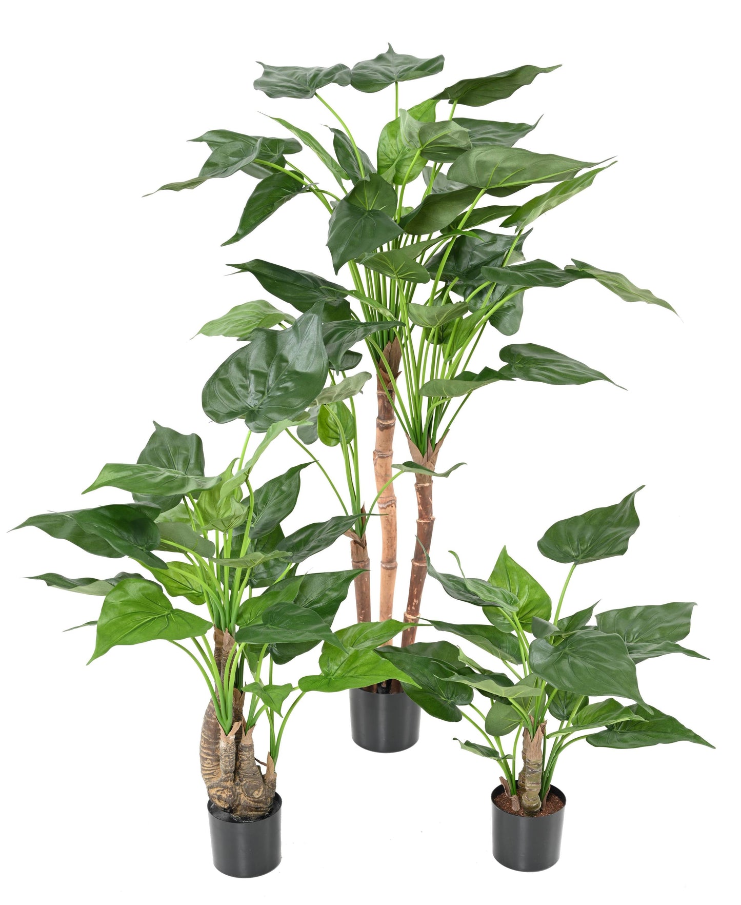 Alocasia