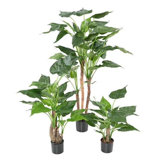 Alocasia