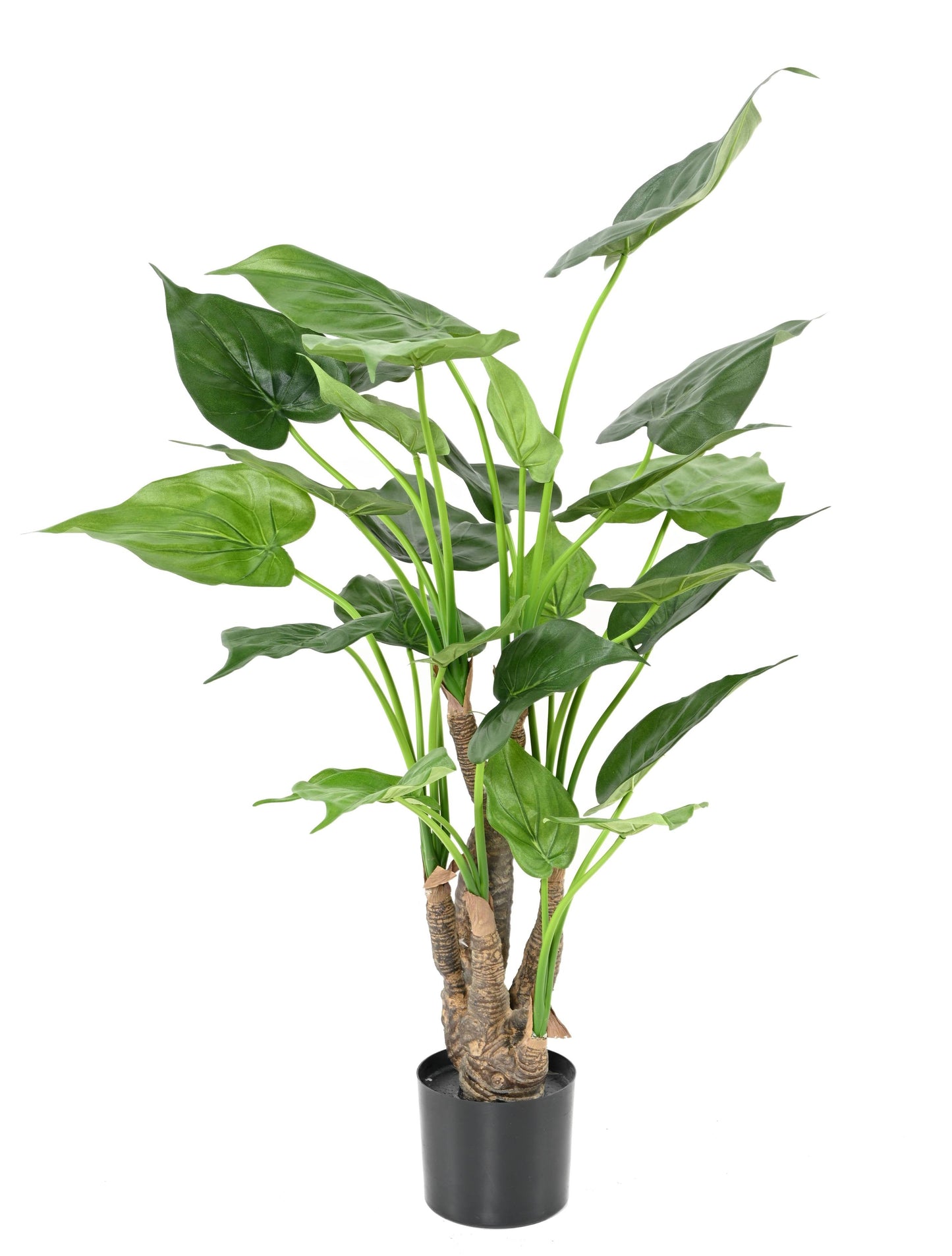 Alocasia