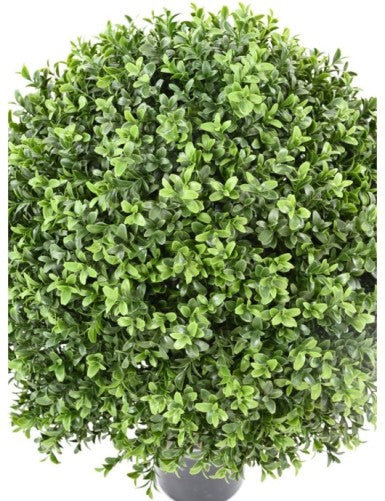 Чемшир топка