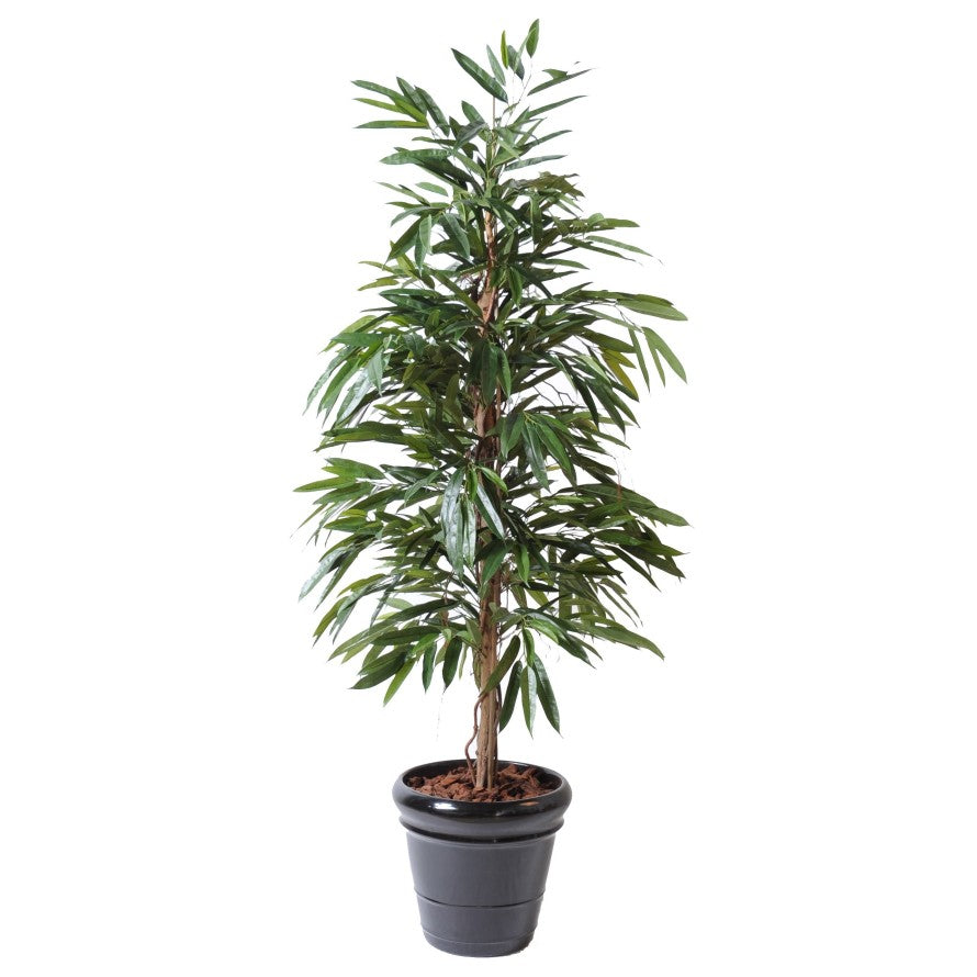 Фикус Alli Bush Royal