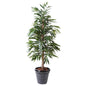 Фикус Alli Bush Royal