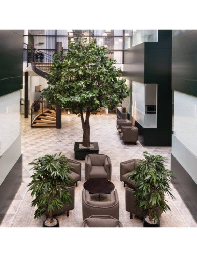 Фикус Alli Bush Royal