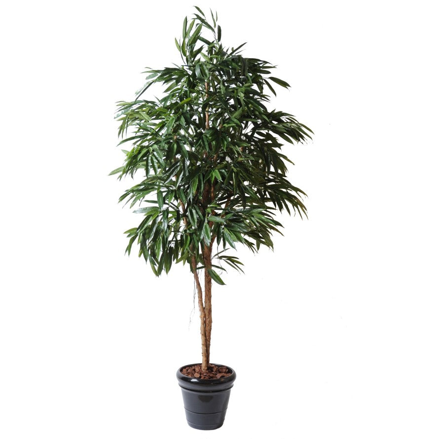 Фикус Alli Bush Royal