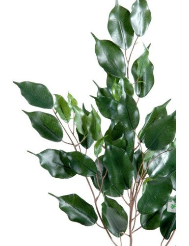 Фикус Exotica Spray