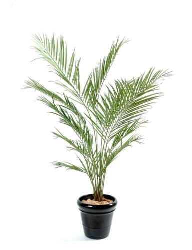 Палма Кенция