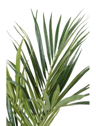 Палма Кенция